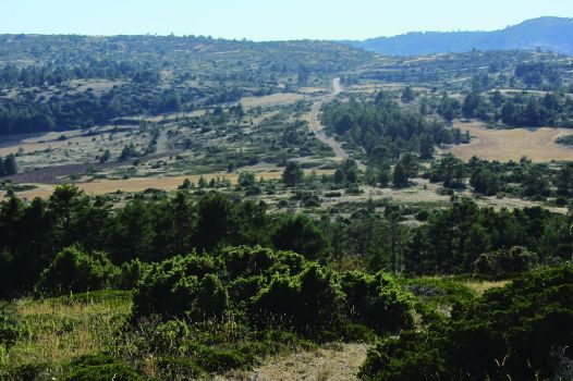 Vista del Camino bajando entre enebros y pinos