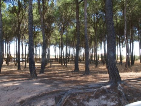Área recreativa a la sombra de los pinos al inicio de la etapa