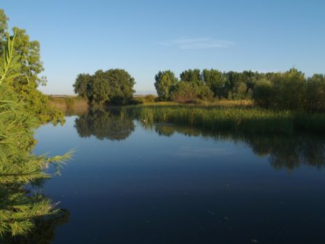 Detalle del arroyo de la Alameda