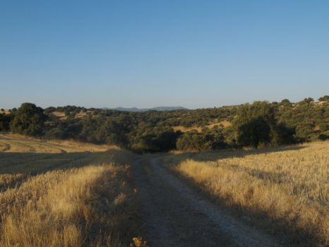 Entre campos de cereal y encinas, rumbo a Villar del Pedroso