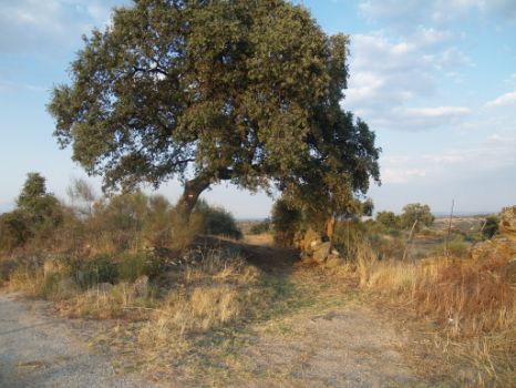 El sendero se estrecha bajo una encina