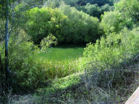 Vegetación de ribera en el río Ruecas