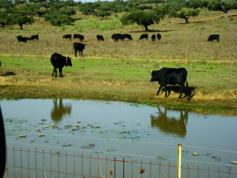 Ganado en la dehesa