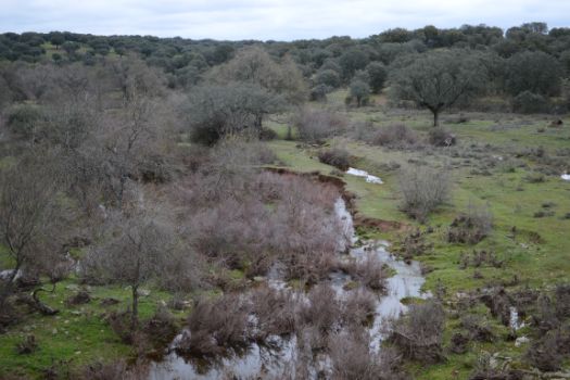 Arroyo de la Haza desde la pasarela que lo cruza
