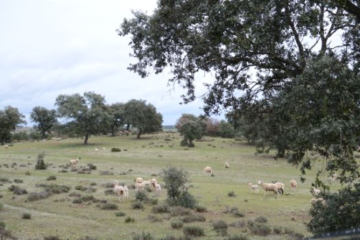 Ovejas merinas pastando en la dehesa de encinas