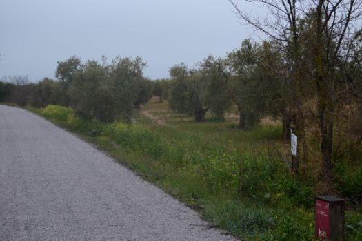 Parte del camino transita por un olivar
