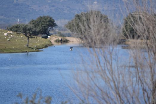 Aves acuáticas en el embalse de La Jarilla