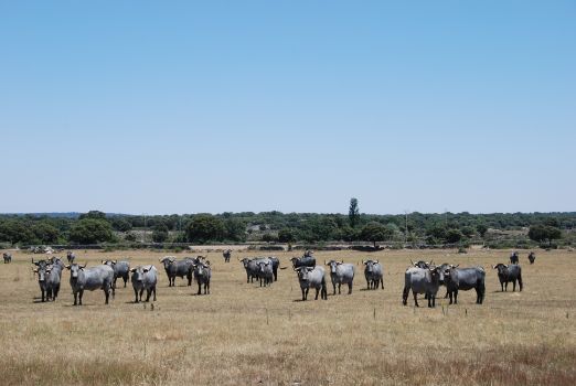 Rebaño de vacas moruchas