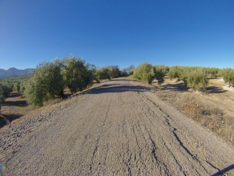 Olivares dominando el paisaje