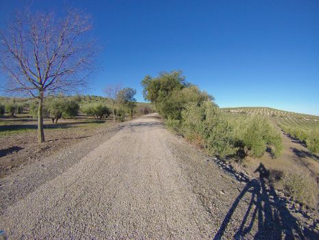Campos de olivos omnipresentes en el Camino Natural