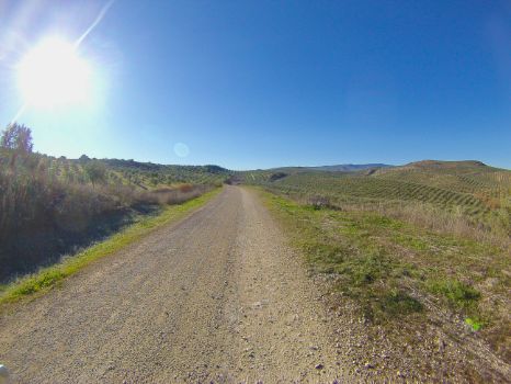 Mar de olivos desde el Camino Natural