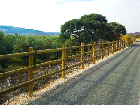 Paisaje desde el camino de olivos salpicado de encinas