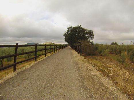 Talanqueras y olivares con cortijo al fondo