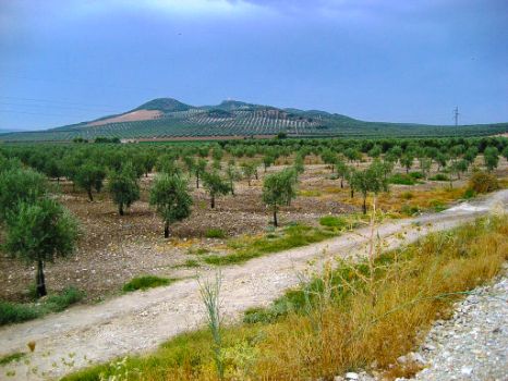 Los olivares se pierden en el horizonte