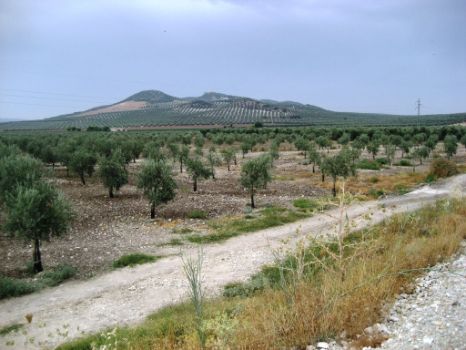 Los olivares se pierden en el horizonte