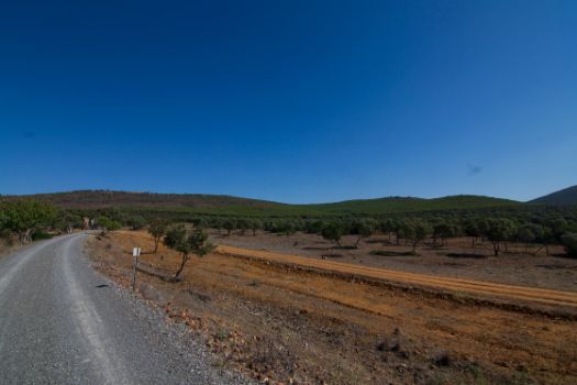 El camino está rodeado de un mosaico de pinares, encinares y cultivos