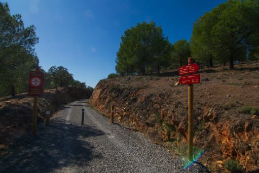 Parte del recorrido se hace rodeado de pinos