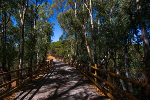 El camino entre eucaliptos al pasar sobre el arroyo Majadilla