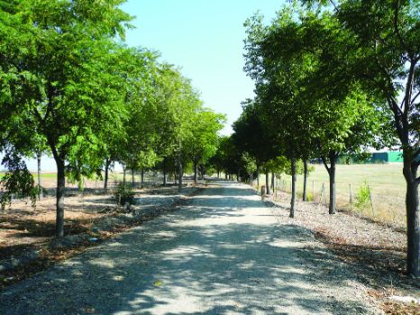 Camino Natural en dirección a Écija