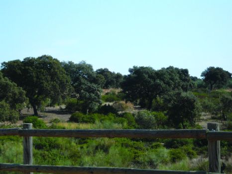 Panorámica del bosque mediterráneo