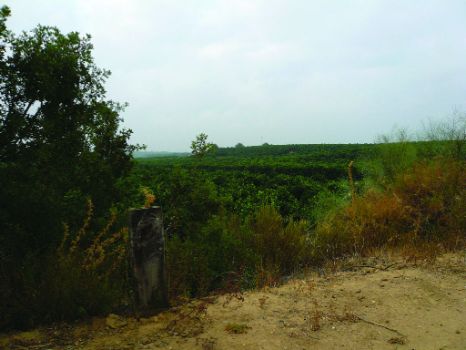 Panorámica de los campos de naranjos