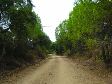 Sendero entre pinos y alcornoques