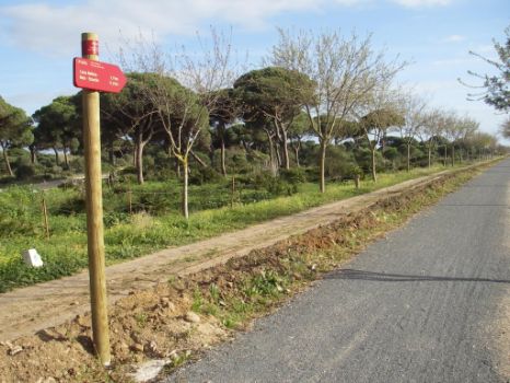 Tramo del camino con el Pinar de Peritanda al fondo