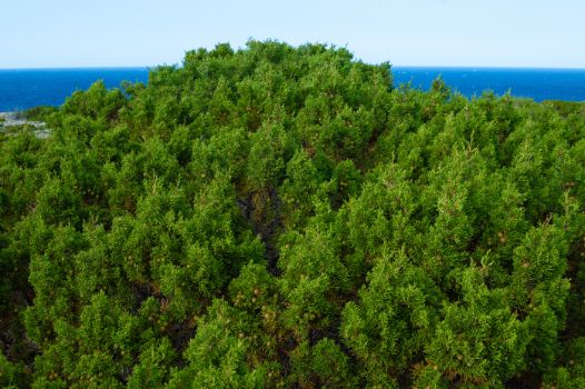 Ejemplar de sabina negral (Juniperus phoenicea)