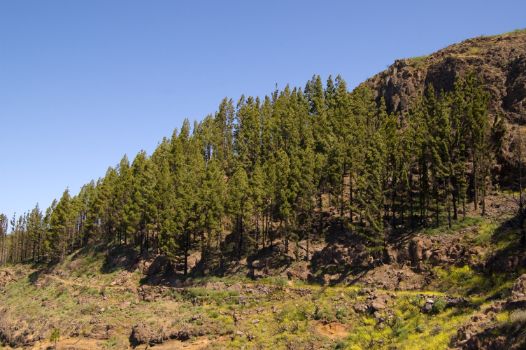 Rodal de pino canario (Pinus canariensis) en el Camino Natural