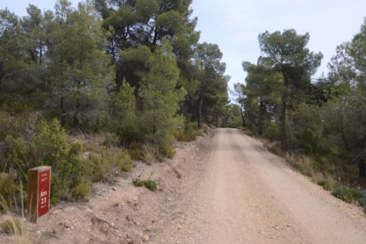 Tramo del camino entre pinos y matorral mediterráneo 