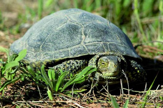 Galápago europeo