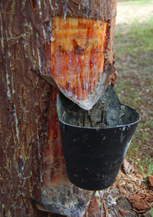 Detalle de pino resinero (Pinus pinaster) en resinación