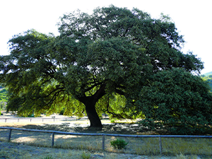 Monumento Natural del Chaparro de la Vega