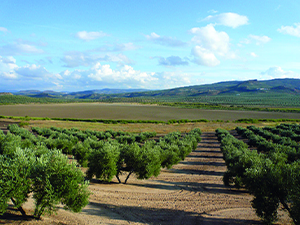 Jornadas Técnicas sobre Vías Verdes Andaluzas 2025