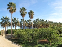 Pasillo de palmeras para acceder a una finca