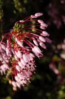 Brezo en flor