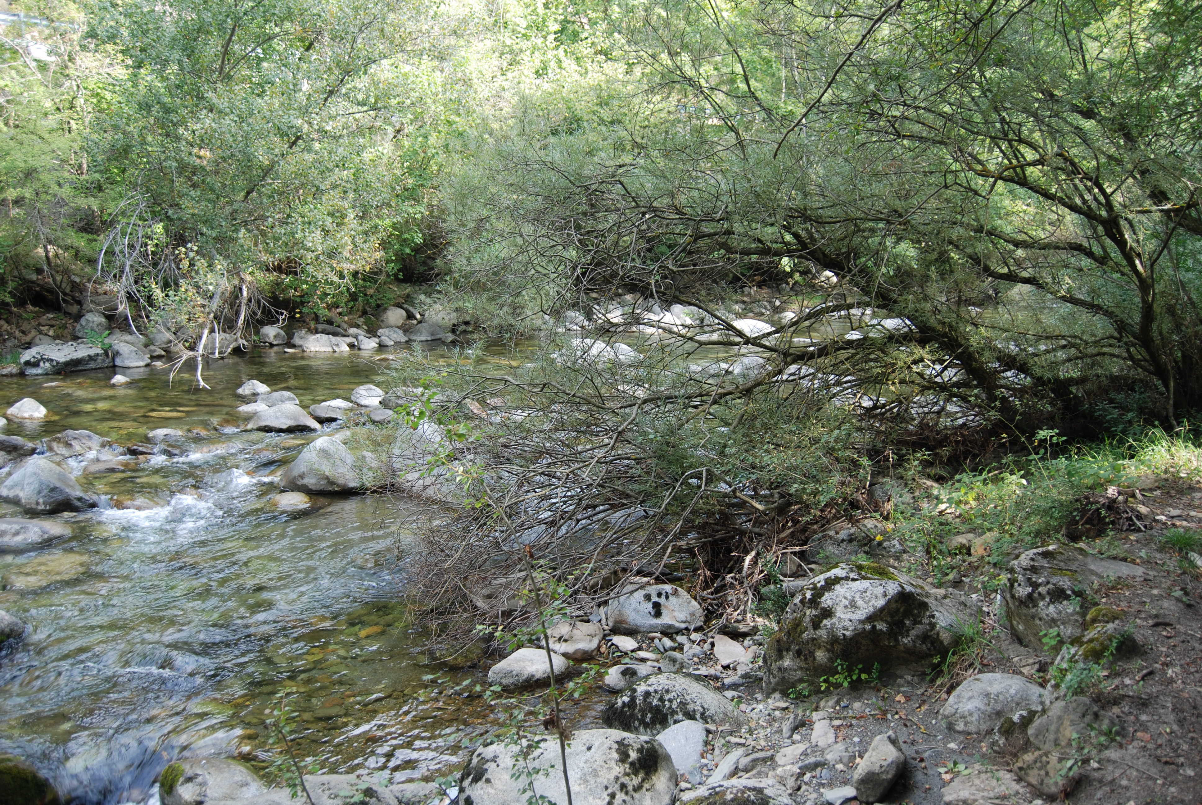 River Noguera de Tor	