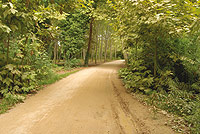 Paseo de plátanos de sombra a las afueras de Girona