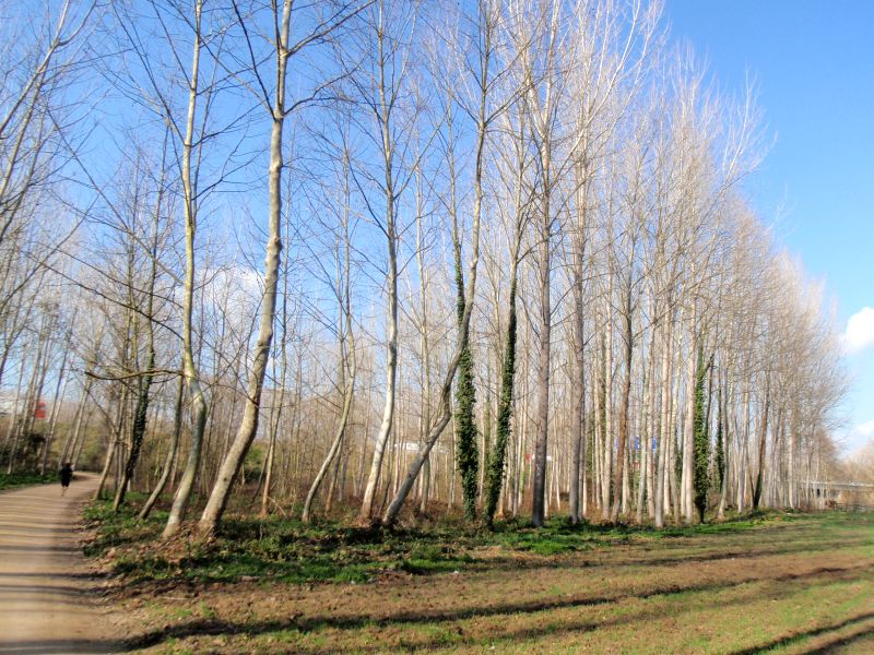Plantaciones de Populus y Platanos