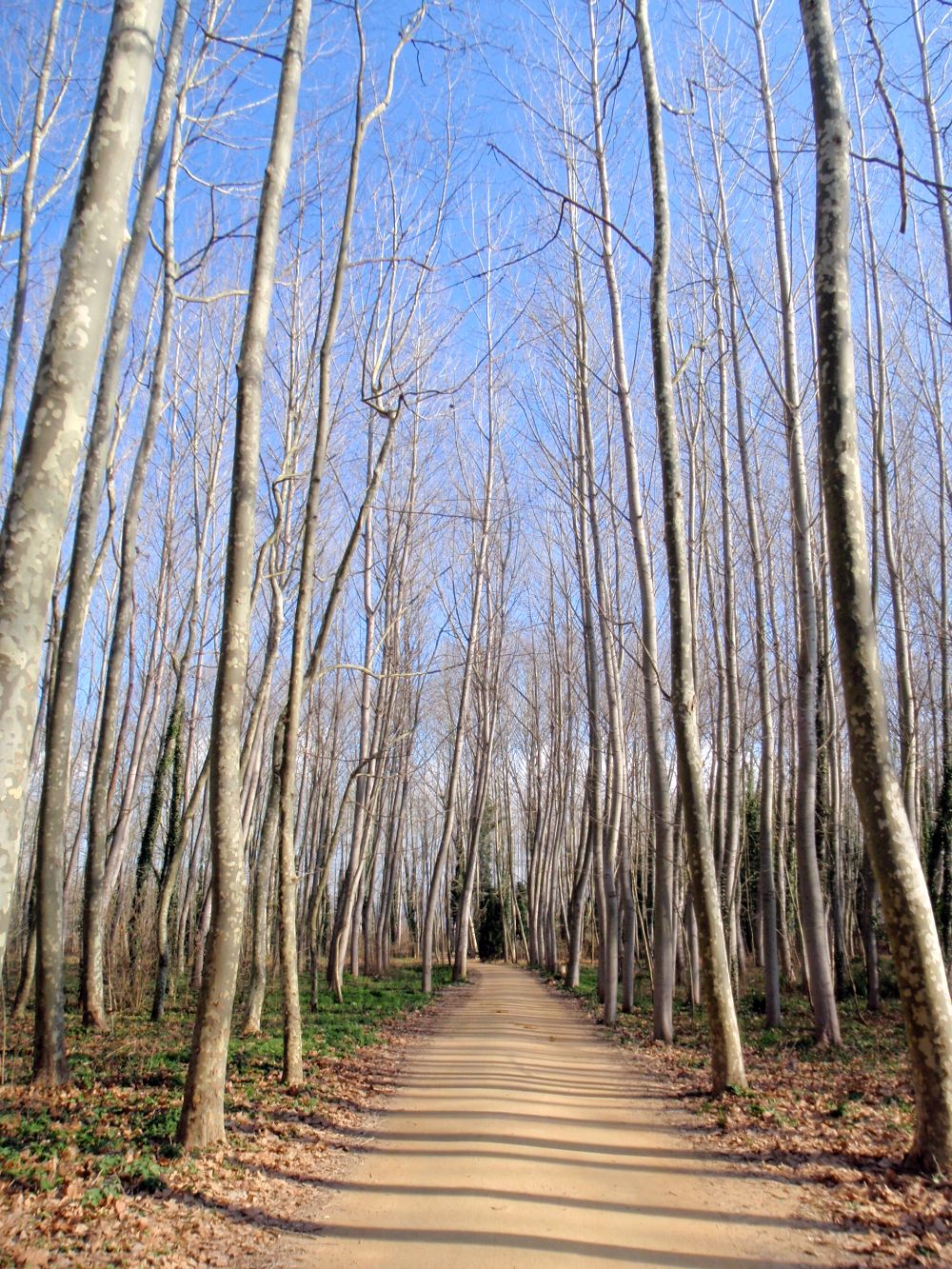 Plantaciones de Populus y Platanos