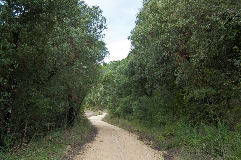 Encina (Quercus ilex)