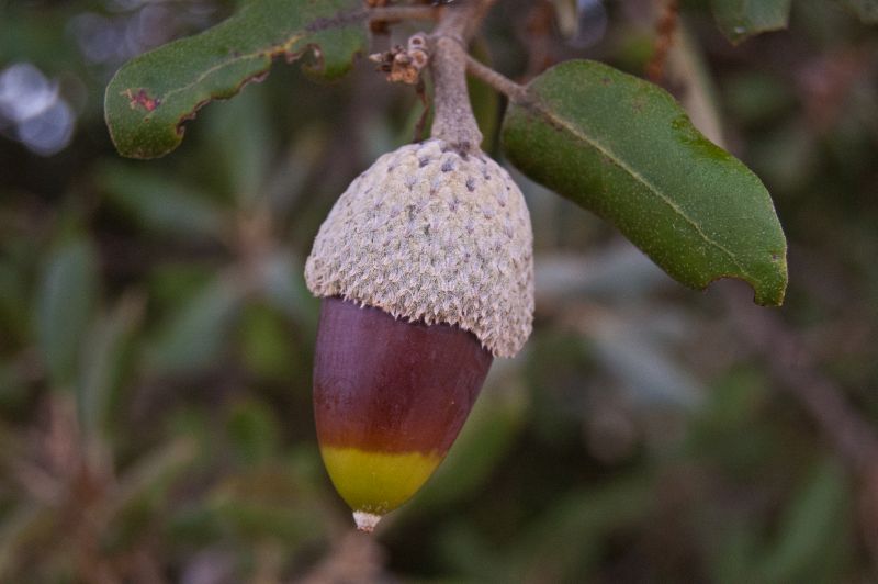 Encina (Quercus ilex)