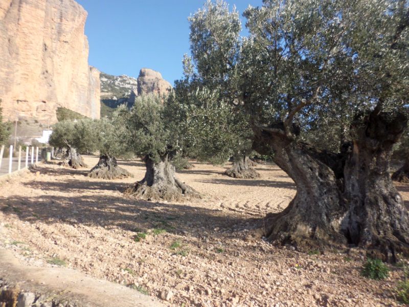 Olivar centenario de Riglos