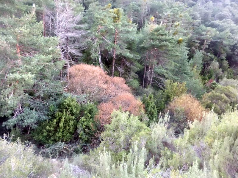 Barranco de los Clérigos de la Mota