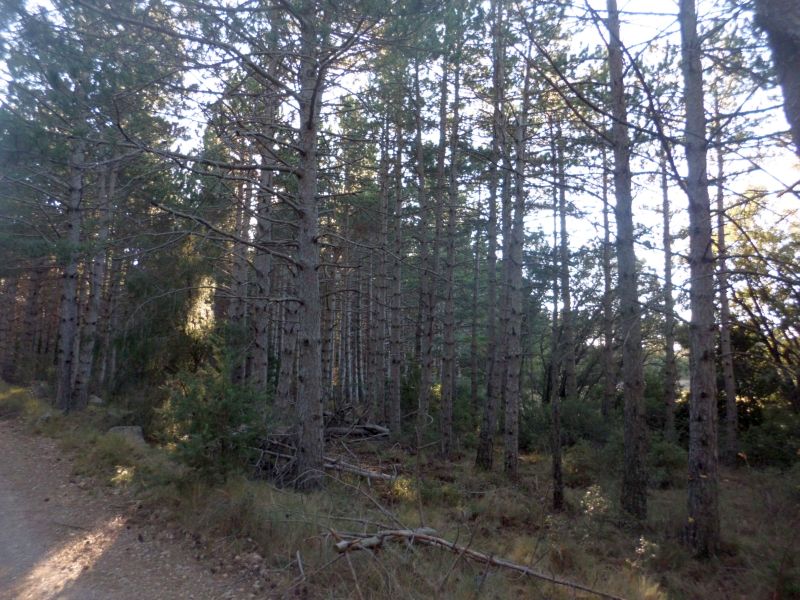 Pinar de repoblación