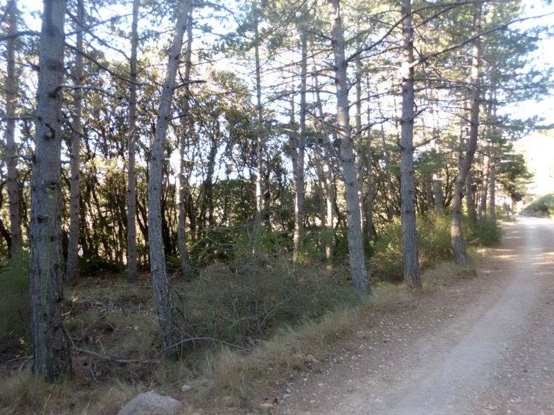 Pinar de repoblación