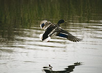 Ánade real (Anas platyrhynchos)