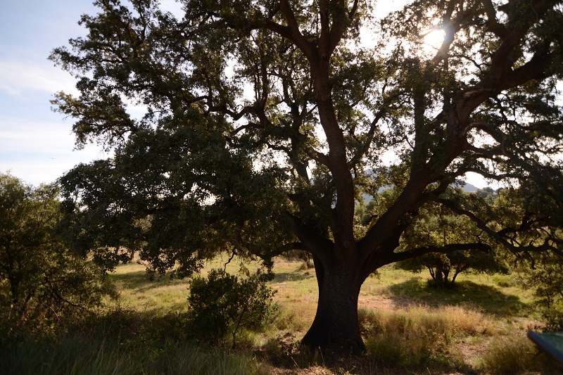 Carrasca de Morro Badat (árbol singular)