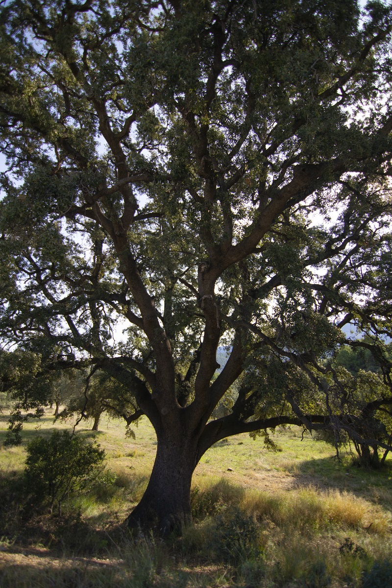 Carrasca de Morro Badat (árbol singular)