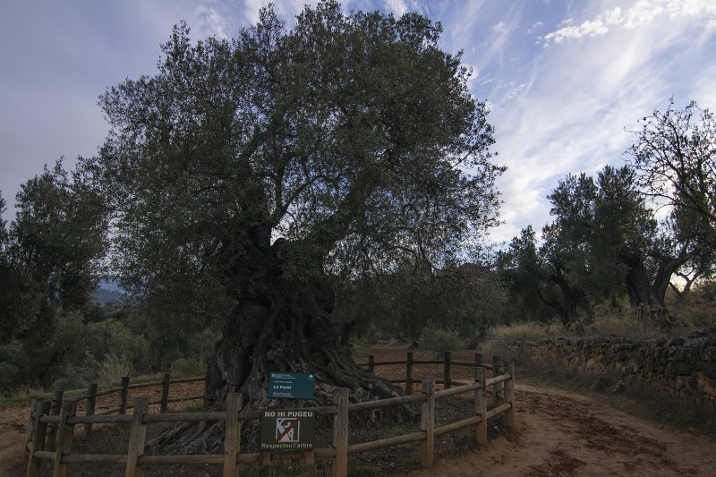 Lo Parot (Árbol singular)